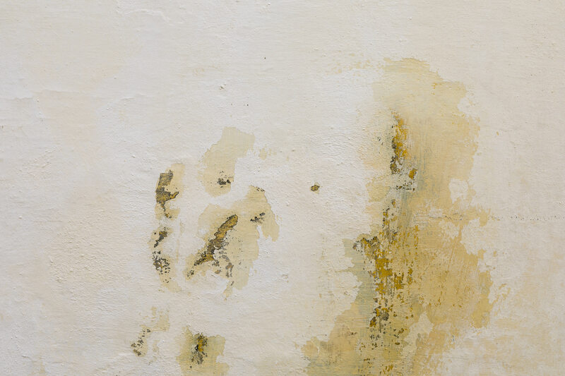 How to Remove Mould from Walls in Your Home Permanently?