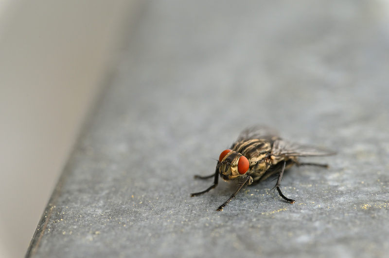 how to get rid of carpet beetles