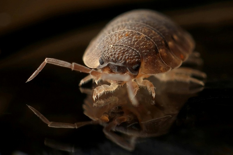 What Causes Bed Bugs? How to Identify and Prevent Them