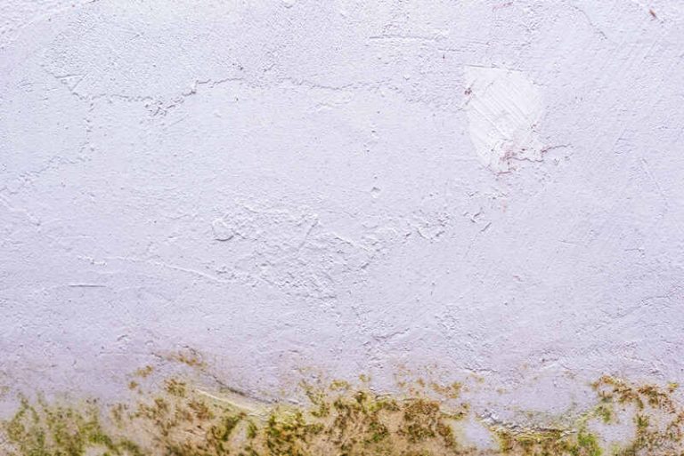 how to remove mold from painted walls