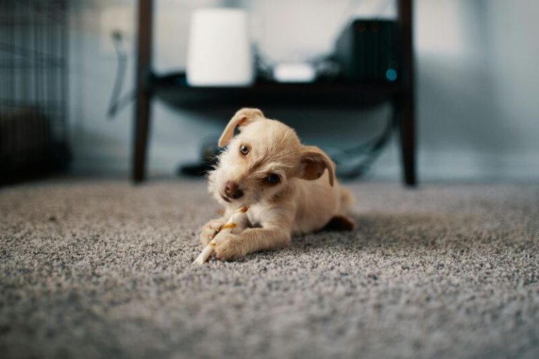 how to clean dog pee from carpet