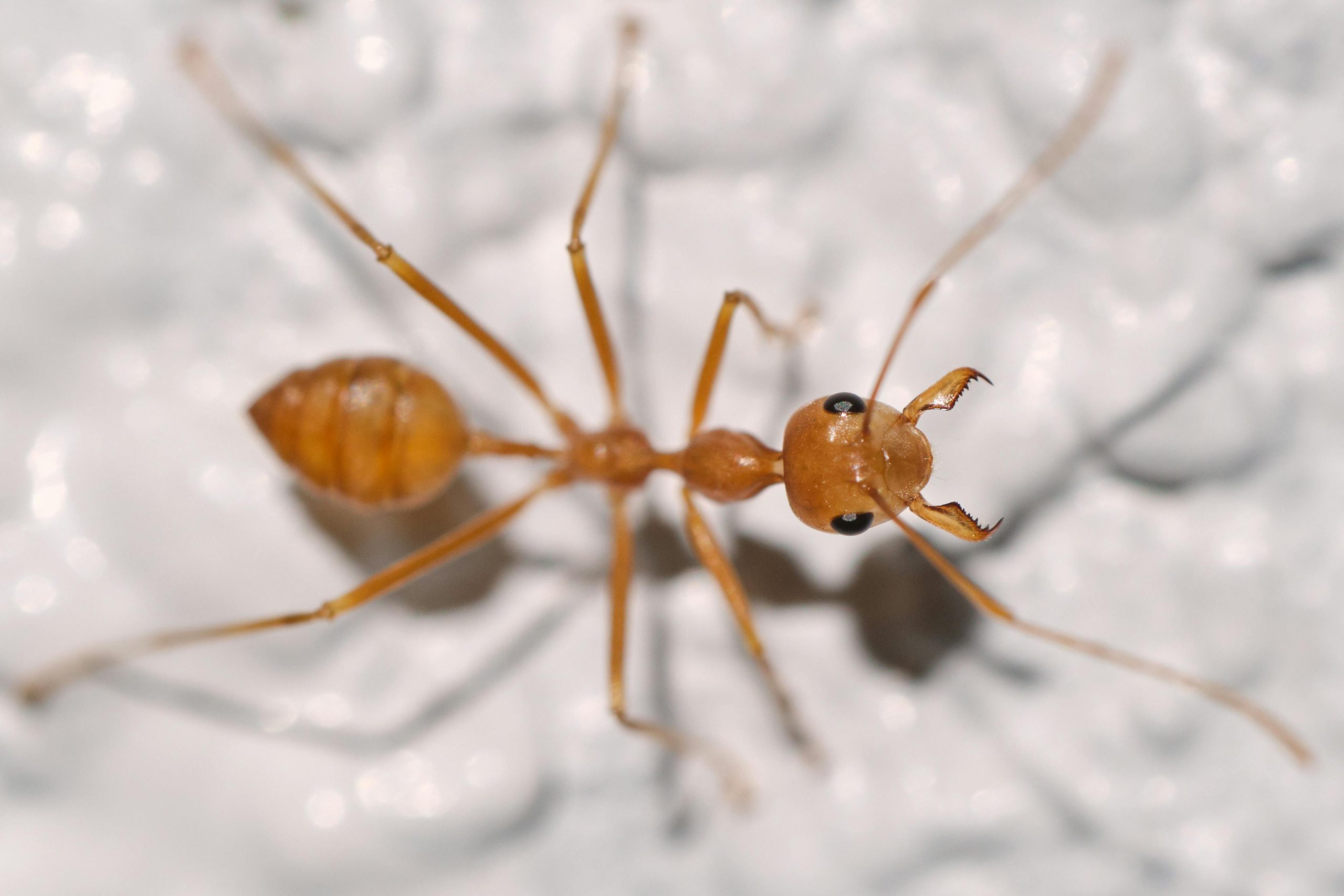 What Is The Fastest Way To Get Rid Of Ants In The Kitchen?