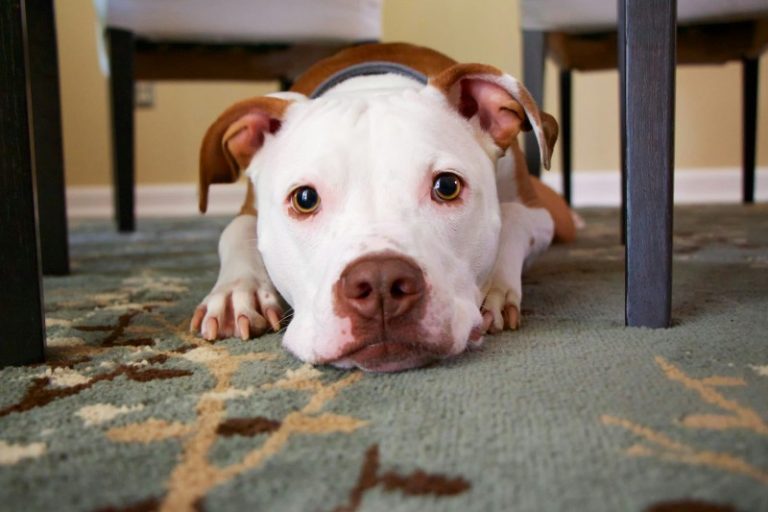 how often should you shampoo your carpets if you have pets