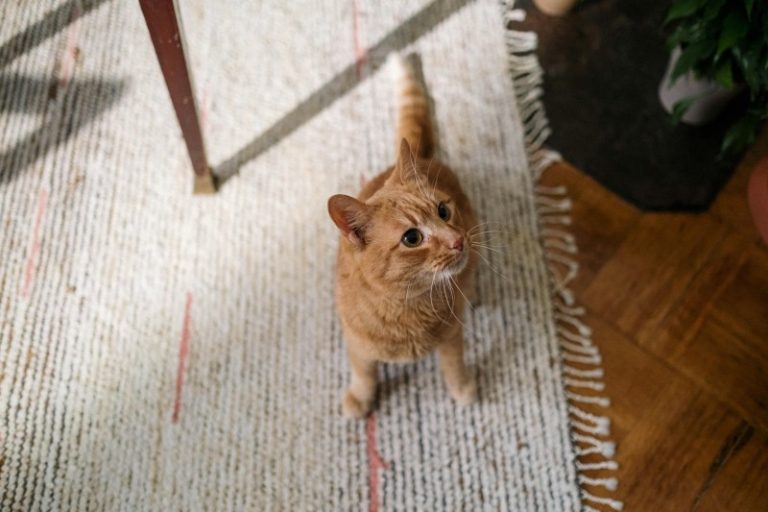 how to get rid of cat urine odor in carpet