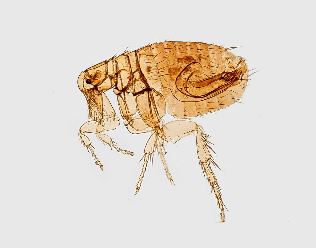 Here’s How Long Can Fleas Live in Carpet Without a Host