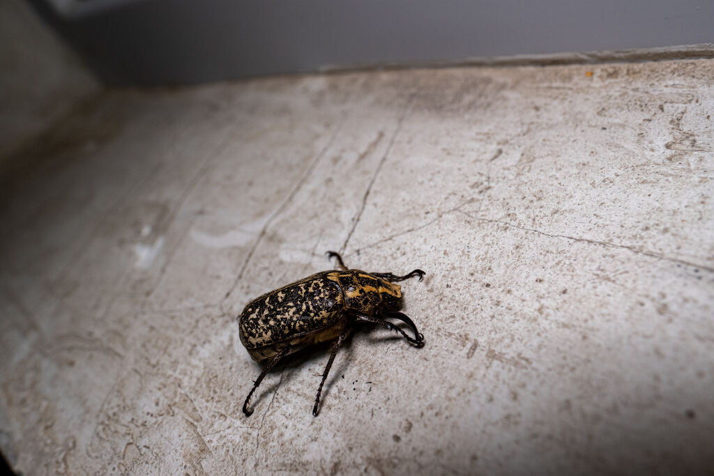 What Causes Carpet Beetles and Its Signs? All You Need to Know